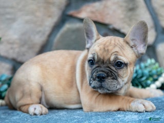 French Bulldog dogs Braxton - Ad 16