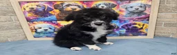 Mini Aussiedoodle dogs for sale: F1 Kiwi - Ad 2