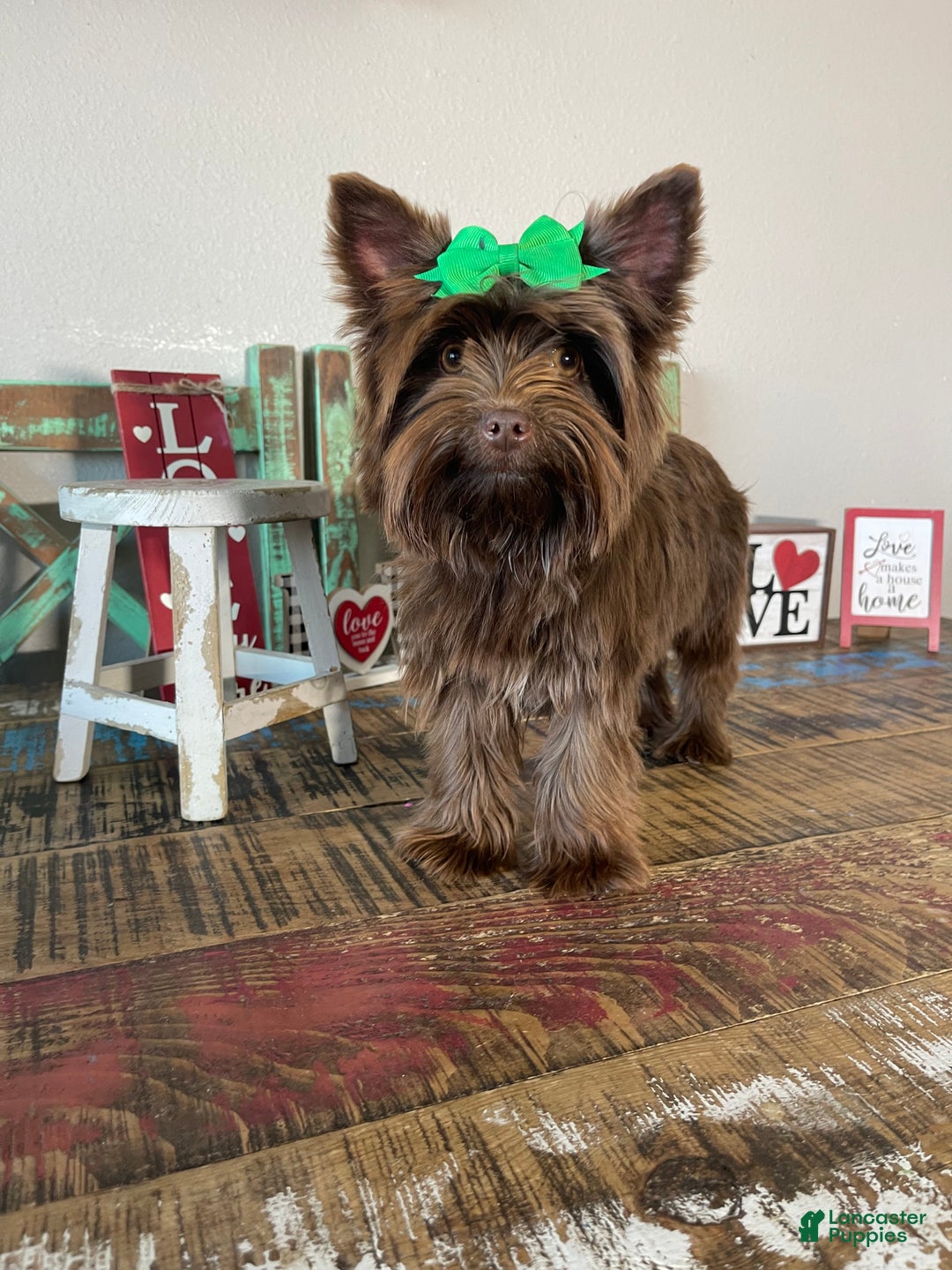 Yorkshire Terrier dogs for sale: Chocolate Coco - Ad 10