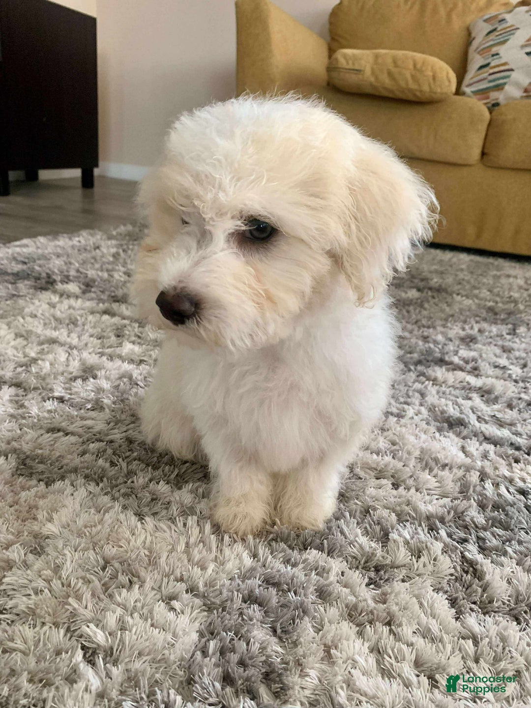 Miniature Poodle dogs for sale: Leo - Ad 6