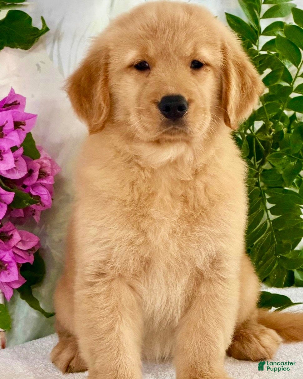Golden Retriever dogs Golden Retriever 3 - Ad 27