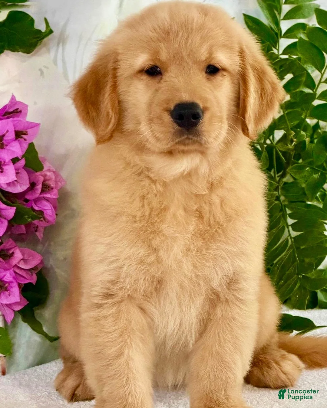 Golden Retriever dogs for sale: Golden Retriever 3 - Ad 1