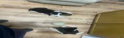 Australian Shepherd dogs for sale: Australian Shepherd 1 - Ad 4