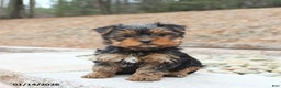 Yorkshire Terrier dogs for sale: Dolly - Ad 1