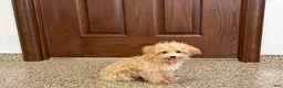 Maltipoo dogs for sale: Tiny - Ad 6