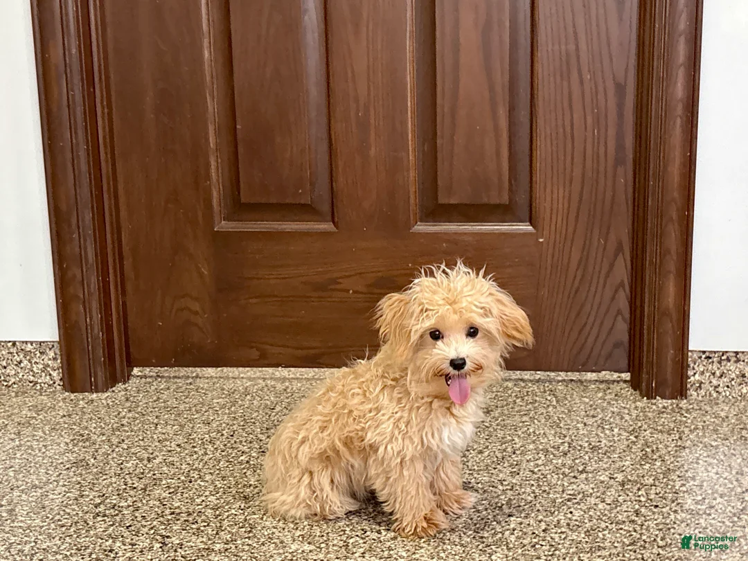Maltipoo dogs for sale: Tiny - Ad 6