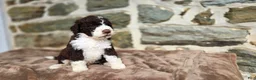 Portuguese Water Dog dogs for sale: Elizabeth - Ad 4