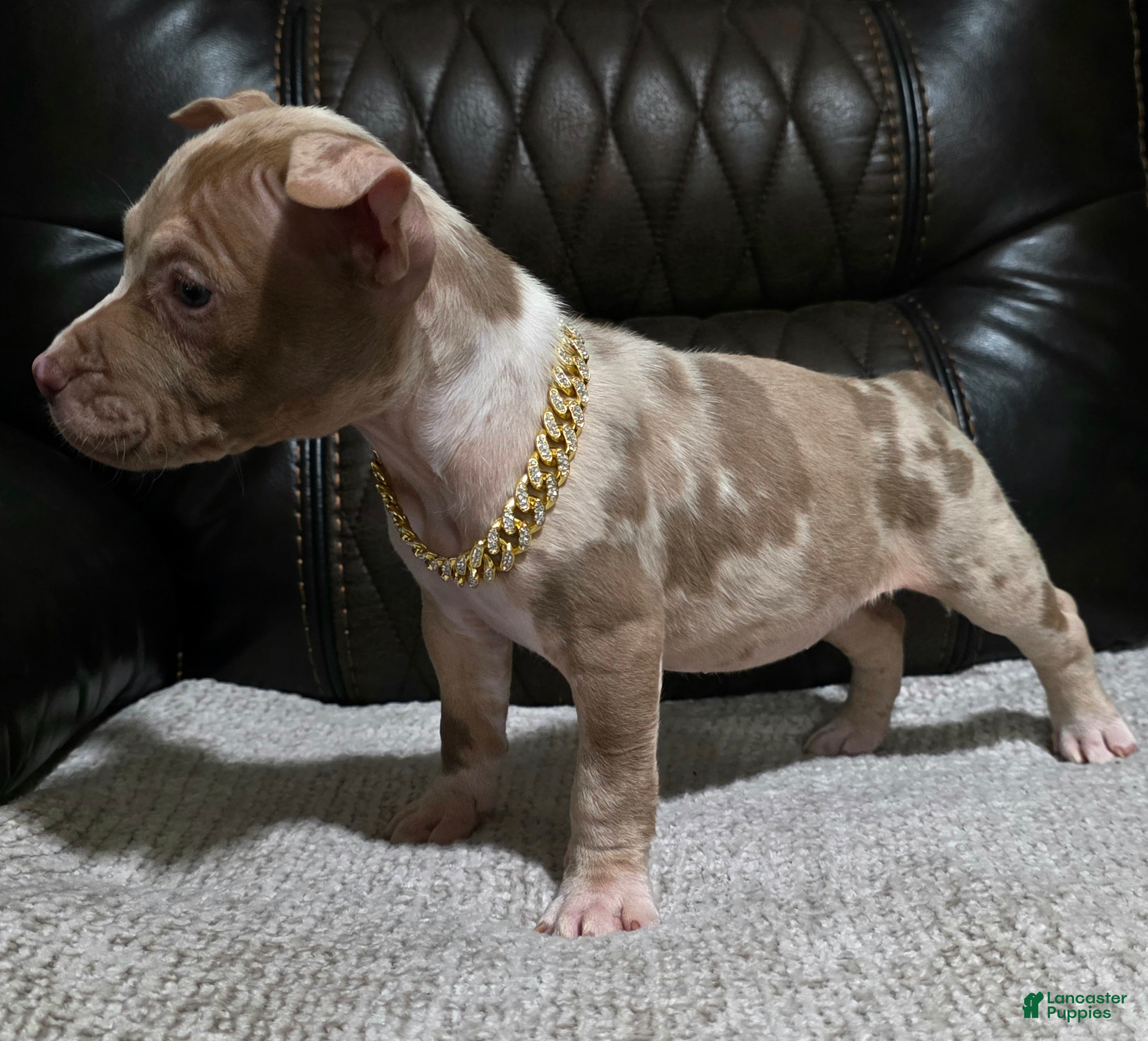 American Pit Bull Terrier dogs Yazi - Ad 2