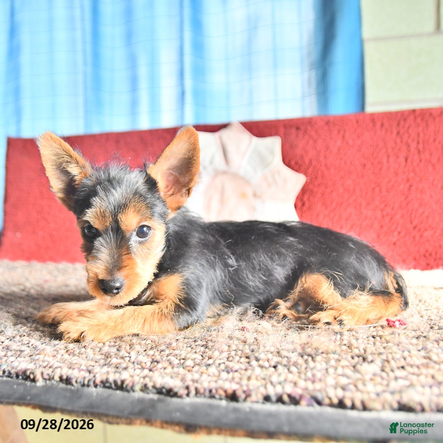 Yorkshire Terrier dogs for sale: Trixie - Ad 2