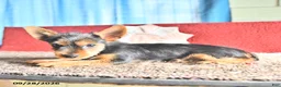 Yorkshire Terrier dogs for sale: Trixie - Ad 1