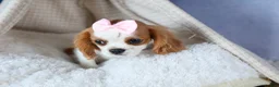 Cavalier King Charles Spaniel dogs for sale: Patsy - Ad 3