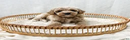 Cavapoo dogs for sale: Scottie - Ad 4