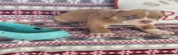 Olde English Bulldogge dogs for sale: Cooper - Ad 2