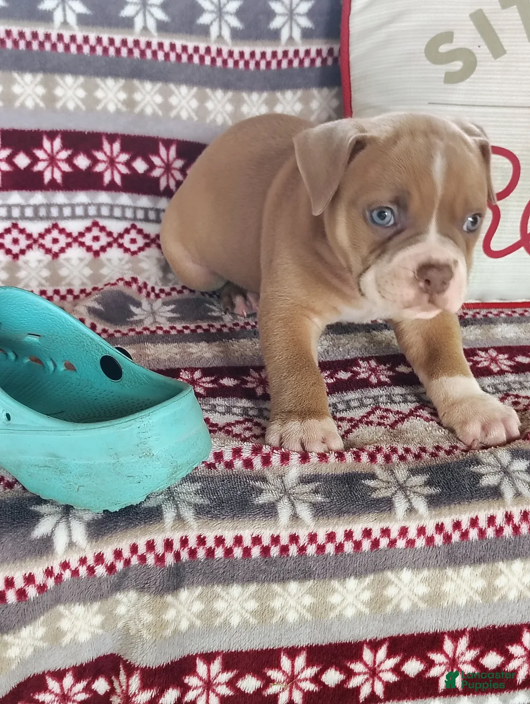 Olde English Bulldogge dogs for sale: Cooper - Ad 2