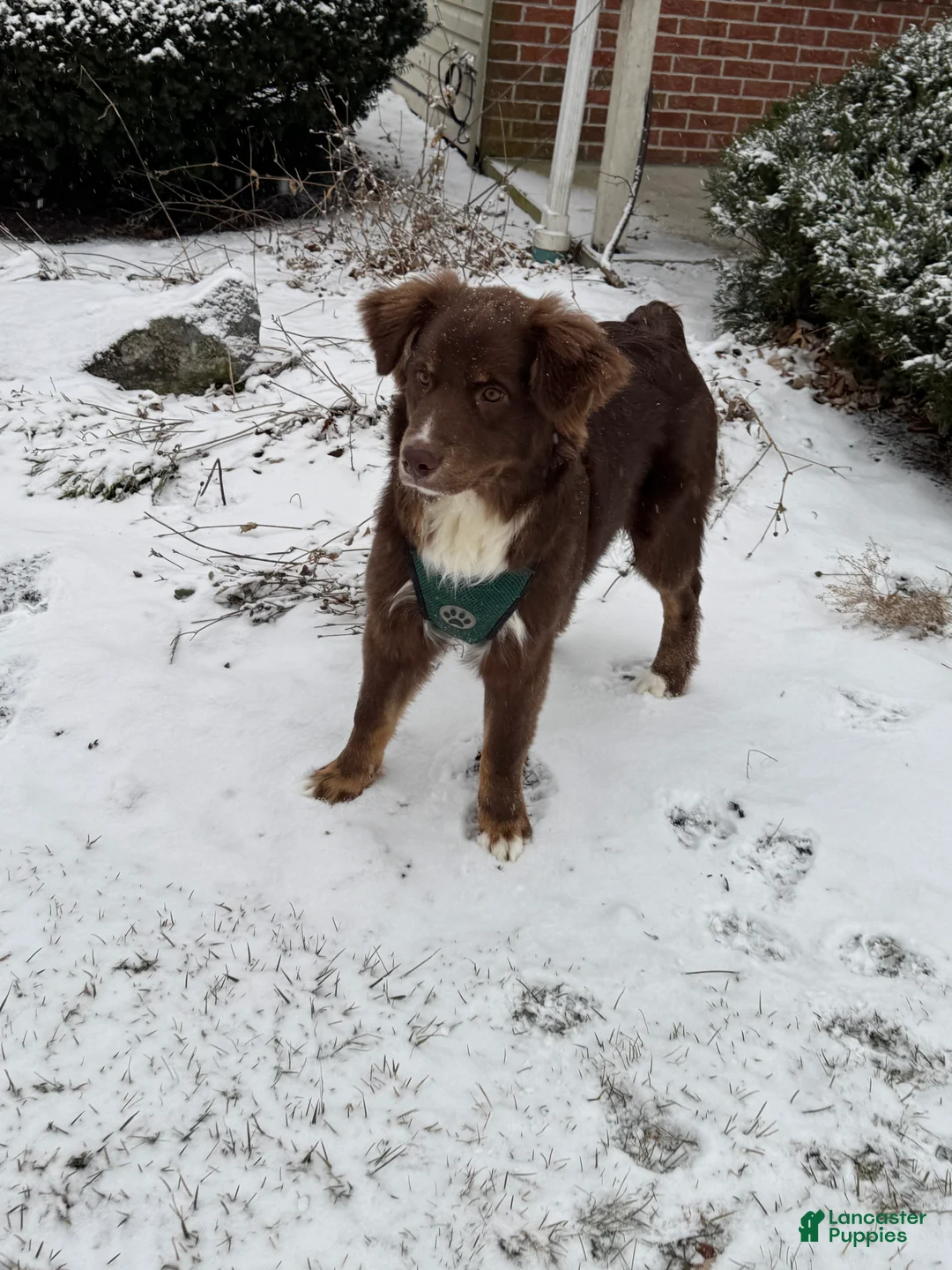 Australian Shepherd dogs for stud: Jensen - Ad 4