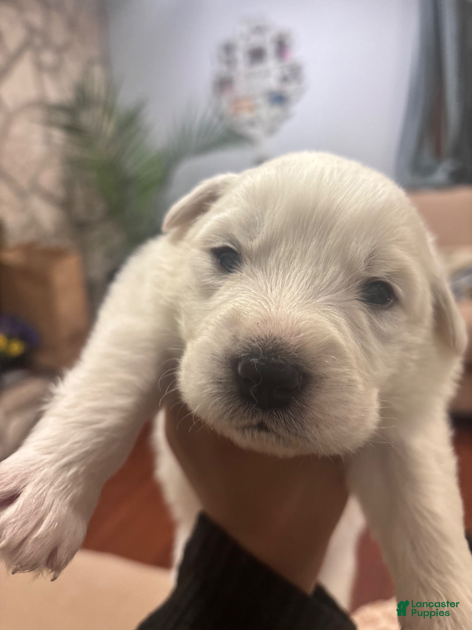 Great Pyrenees dogs Great Pyrenees 3 - Ad 22