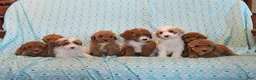 Mini Goldendoodle dogs for sale: Polly - Ad 2