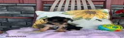 Yorkiepoo dogs for sale: Buttercup - Ad 14