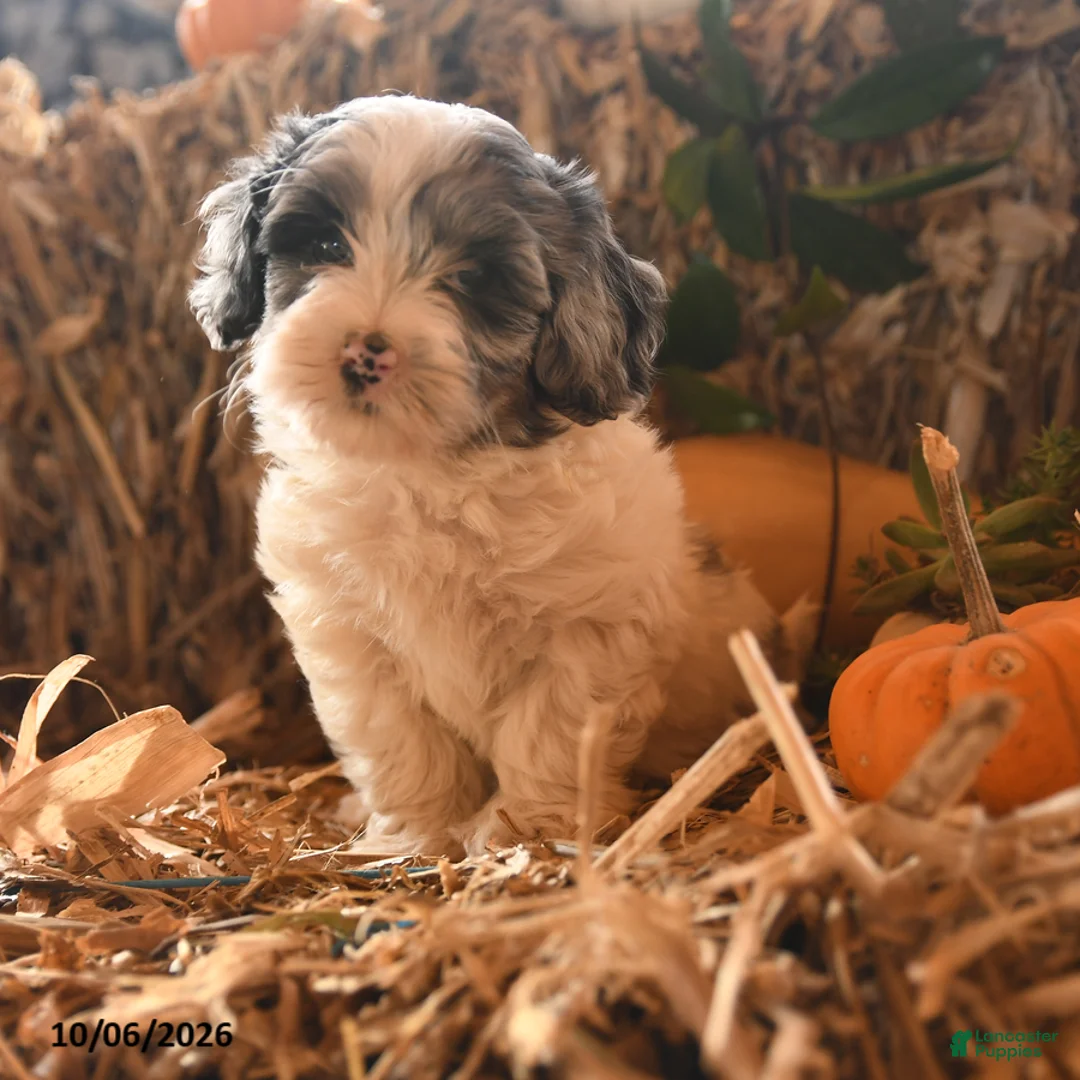 Havapoo dogs for sale: Button - Ad 3