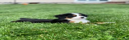 Bernese Mountain Dog dogs for sale: Elvis - Ad 9