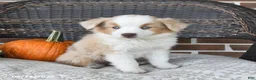 Miniature Australian Shepherd dogs for sale: Rosie - Ad 4