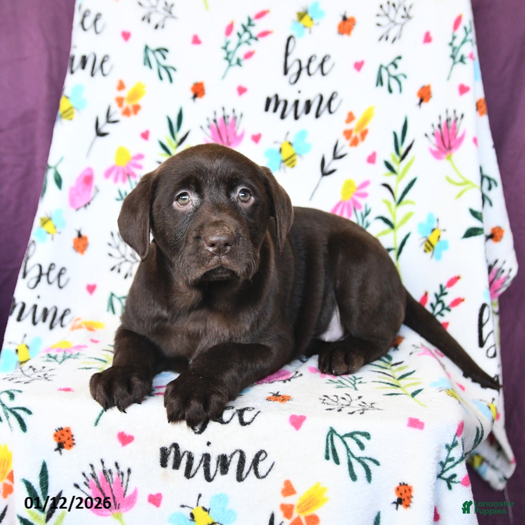 Labrador Retriever dogs for sale: Paris - Ad 3