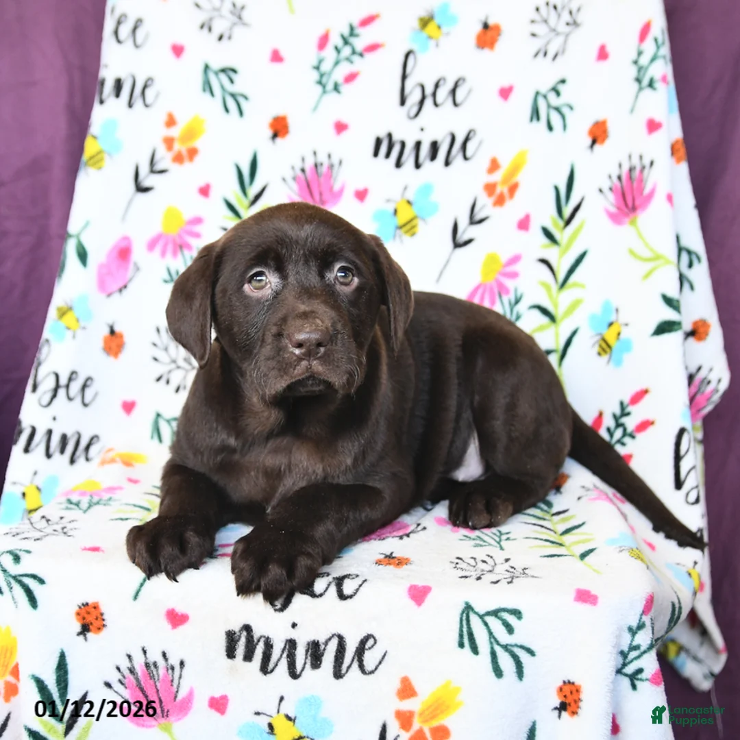 Labrador Retriever dogs for sale: Paris - Ad 4