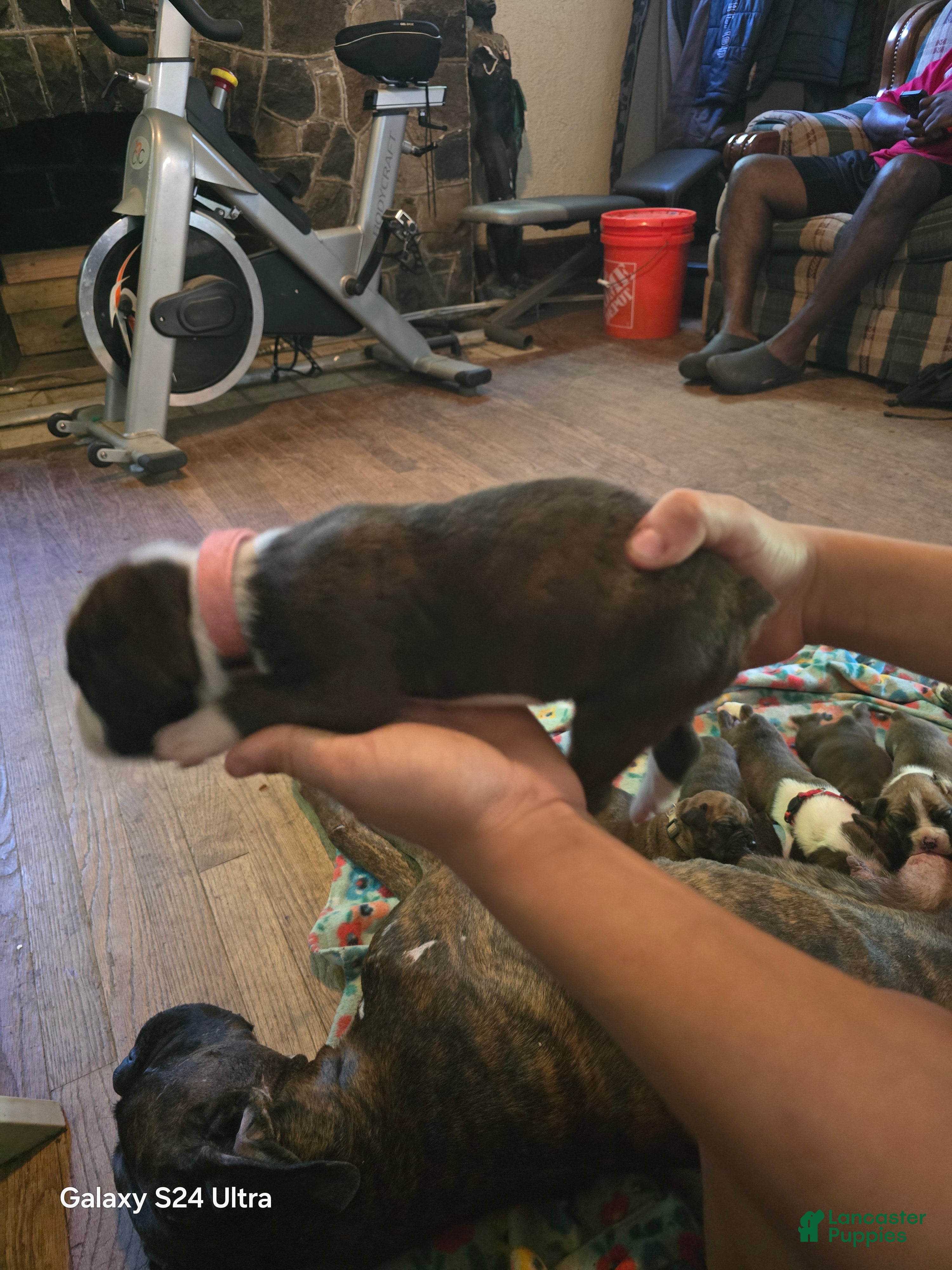 Boxer dogs Boxer Puppy 6 - Ad 2