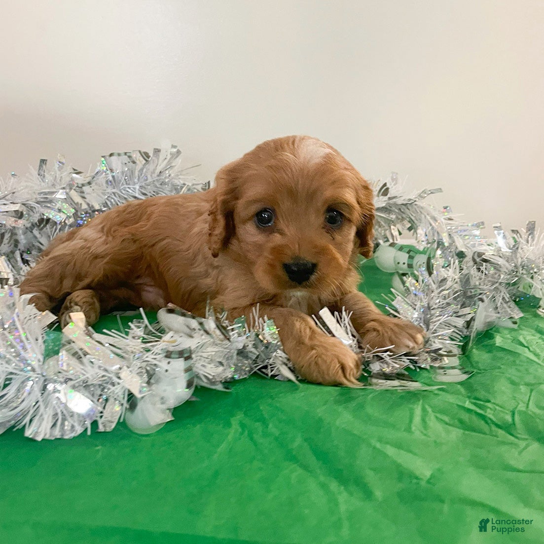 Cavapoo dogs Cupcake - Ad 5