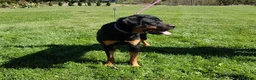 Rottweiler dogs for sale: Olive (AKC) - Ad 3