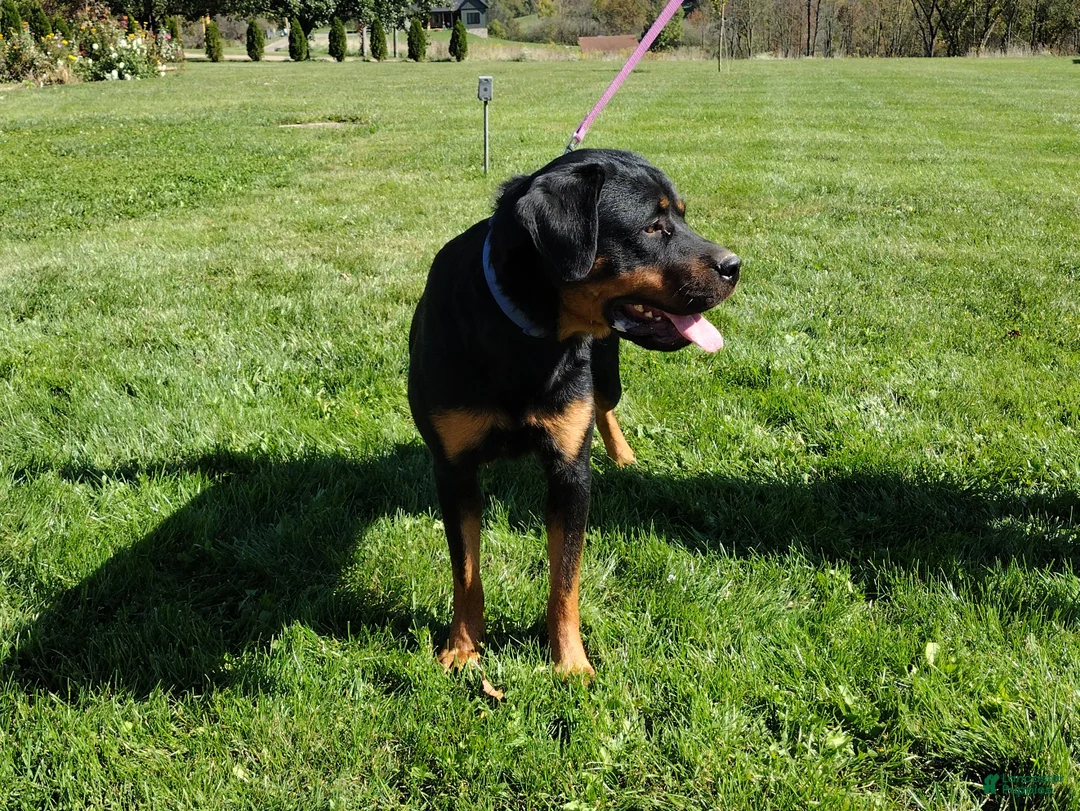Rottweiler dogs for sale: Olive (AKC) - Ad 3
