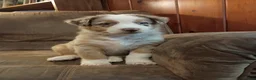 Australian Shepherd dogs for sale: Daisy  - Ad 2