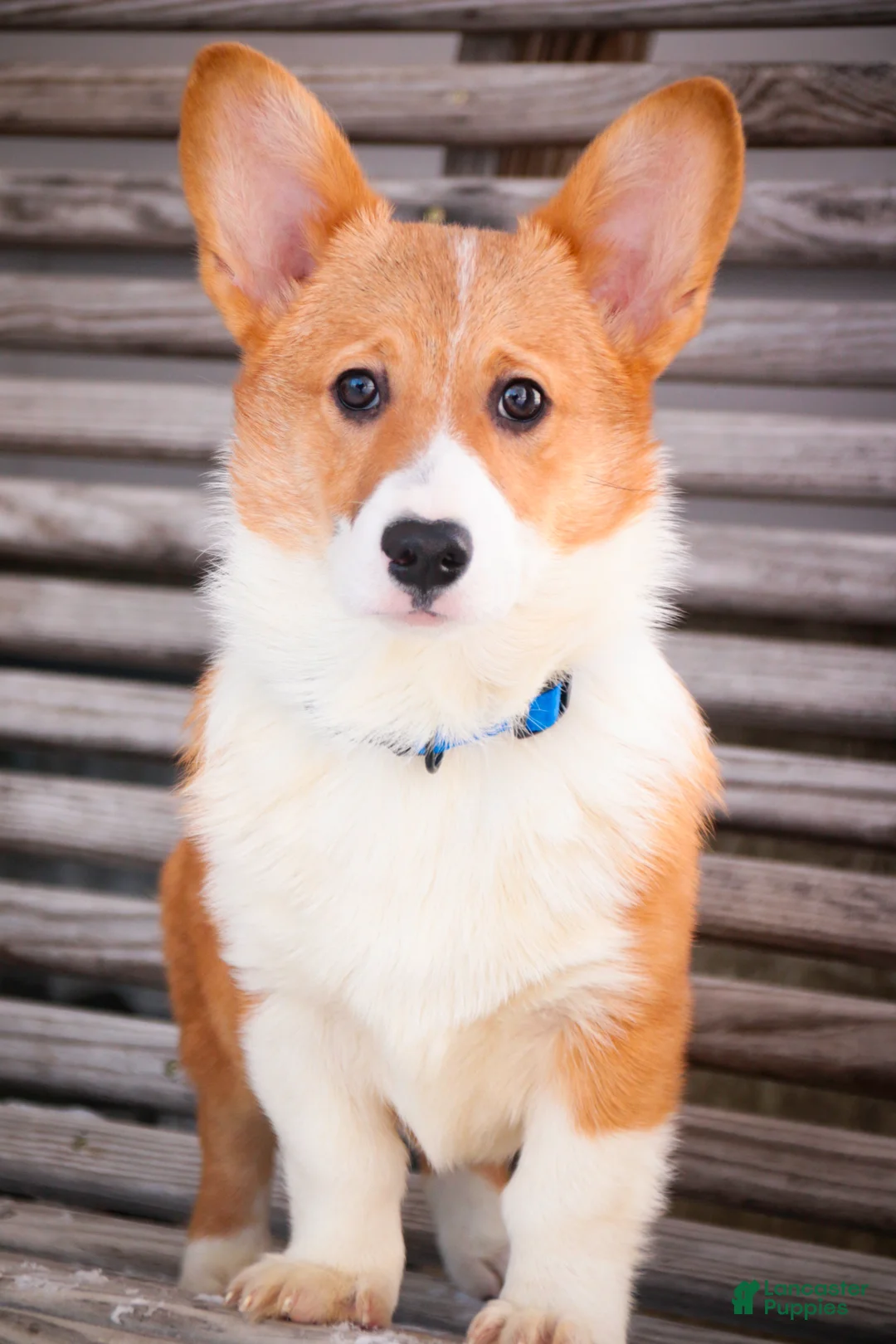 Welsh Corgi Pembroke dogs for sale: Steele - Ad 4