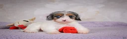 Cavapoo dogs for sale: Coco - Ad 5