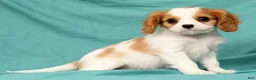 Cavalier King Charles Spaniel dogs for sale: Nash - Ad 4
