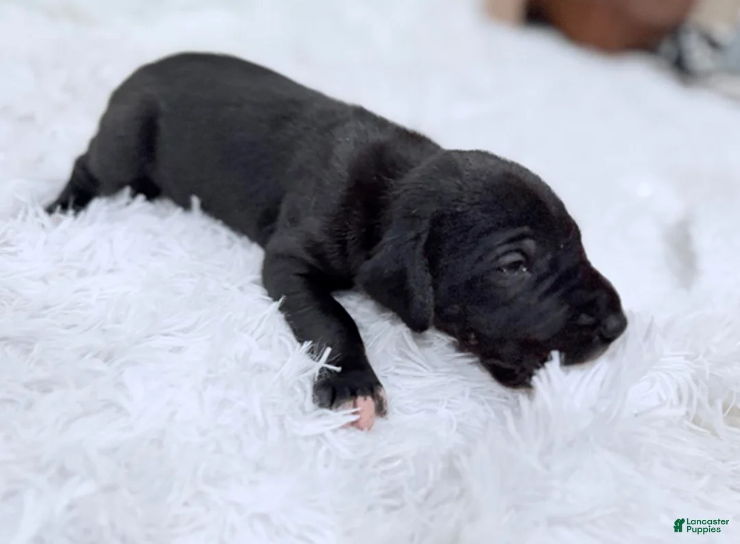 Great Dane dogs for sale: Luna Lovegood - Ad 9