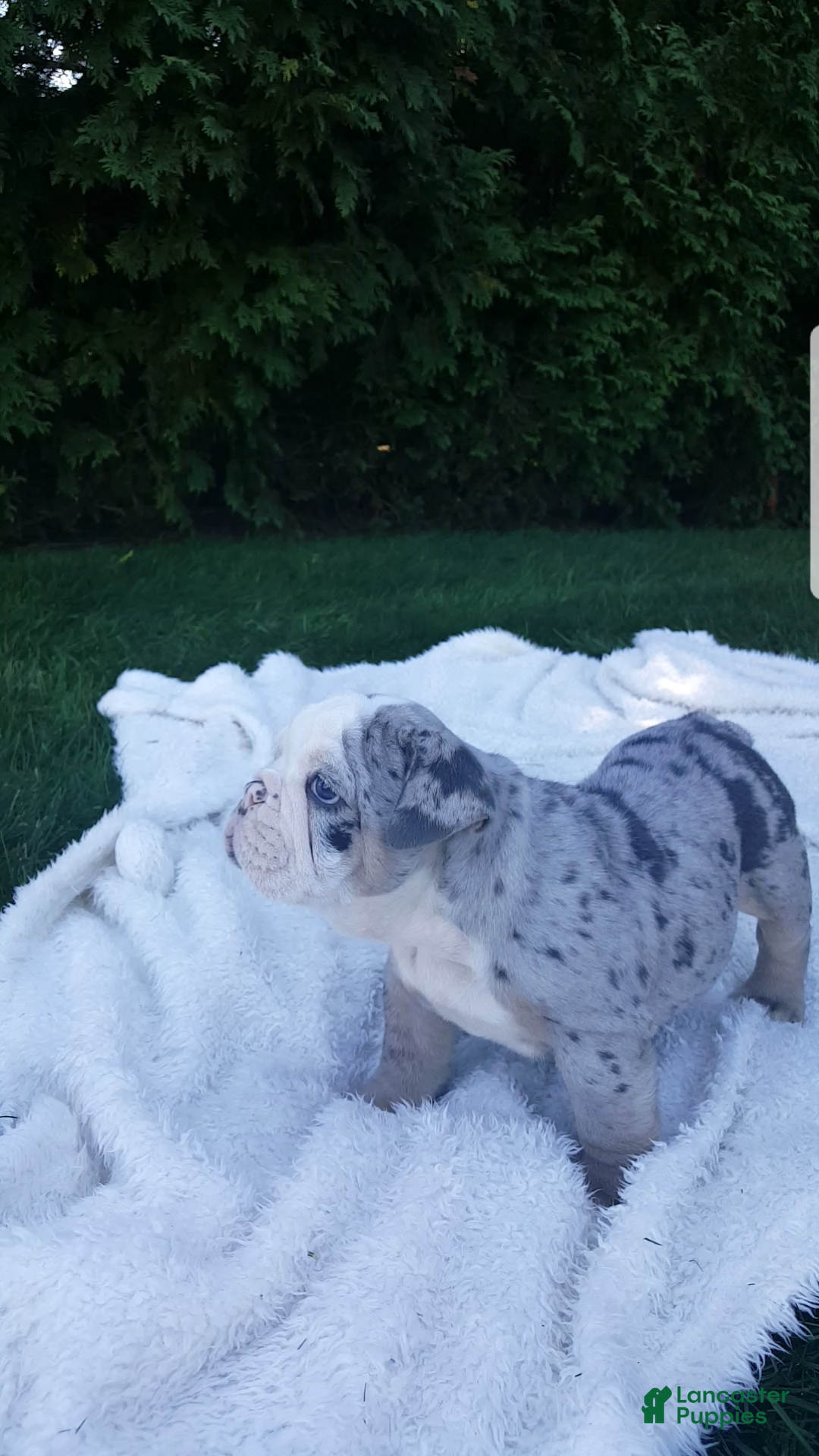 English Bulldog dogs Bailey  - Ad 2