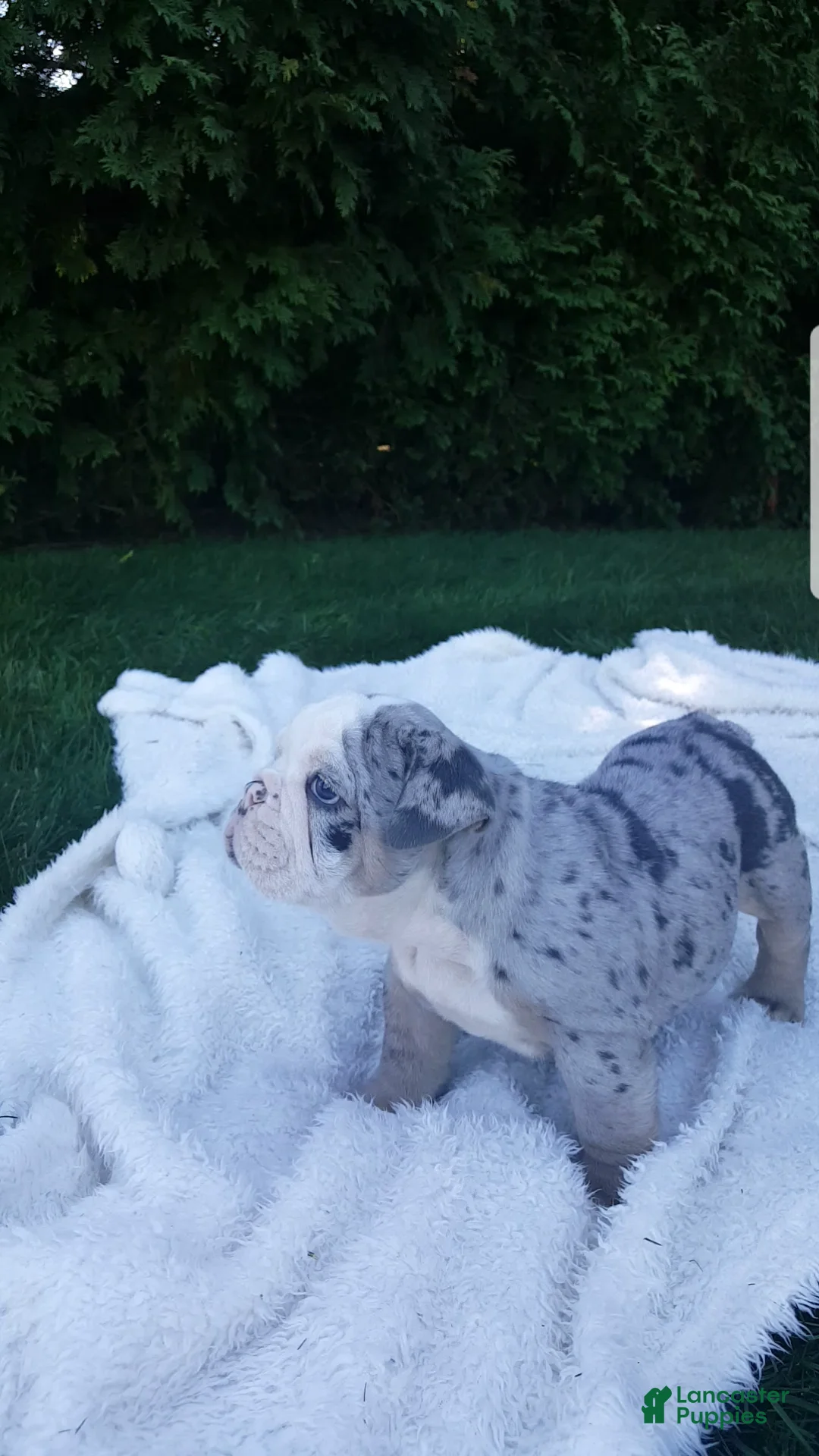 English Bulldog dogs for sale: Bailey  - Ad 2