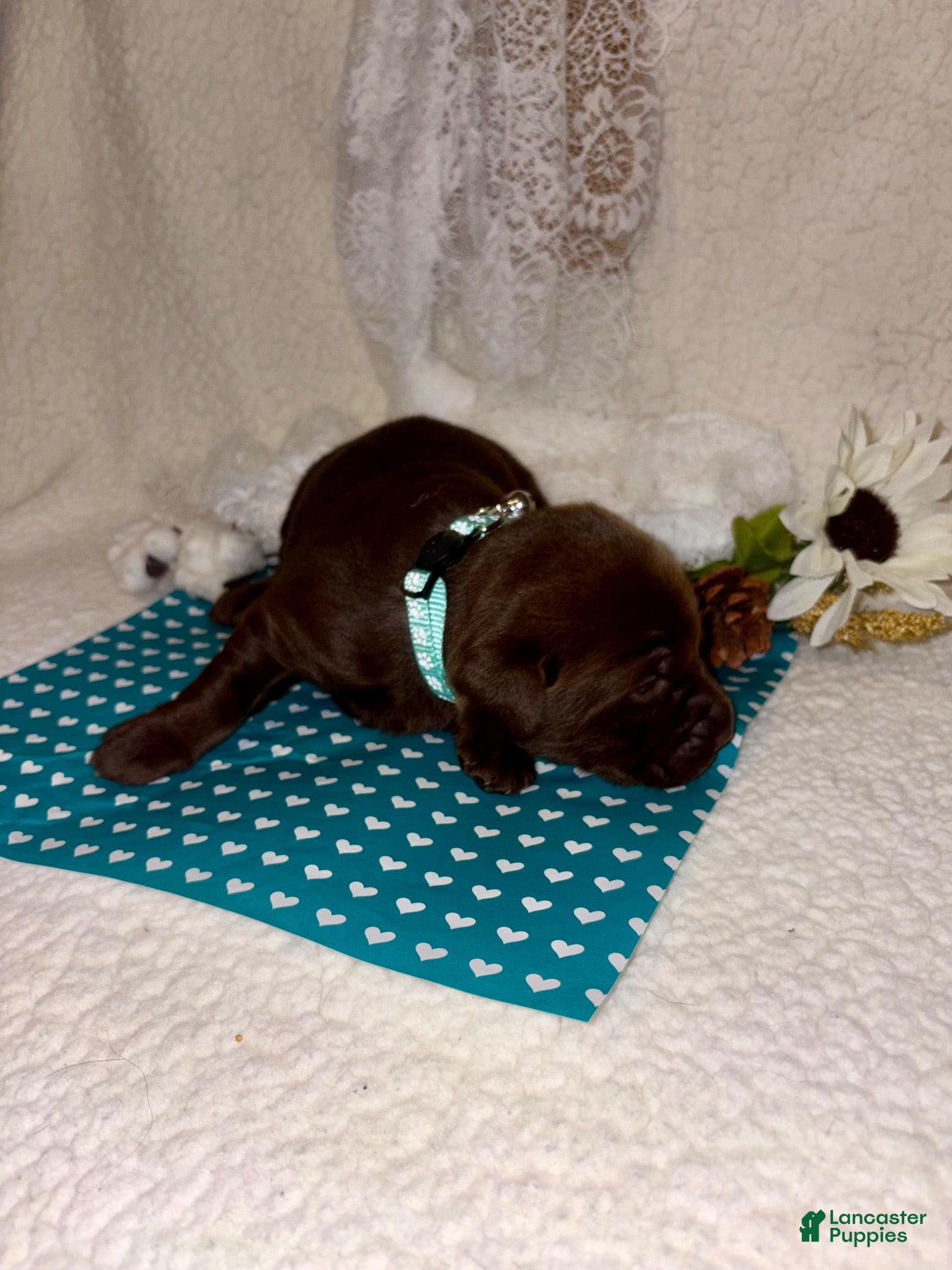 Labrador Retriever dogs Labrador Retriever chocolate female teal collar - Ad 2