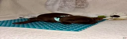 Labrador Retriever dogs for sale: Labrador Retriever chocolate female teal collar - Ad 2