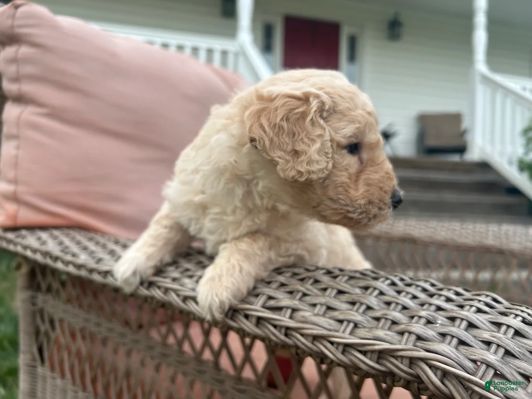 Goldendoodle dogs for sale: Goldendoodle Puppy 4 - Ad 2
