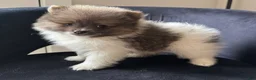 Pomeranian dogs for sale: kyle  - Ad 3