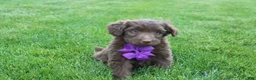 Mini Aussiedoodle dogs for sale: Charlie - Ad 3