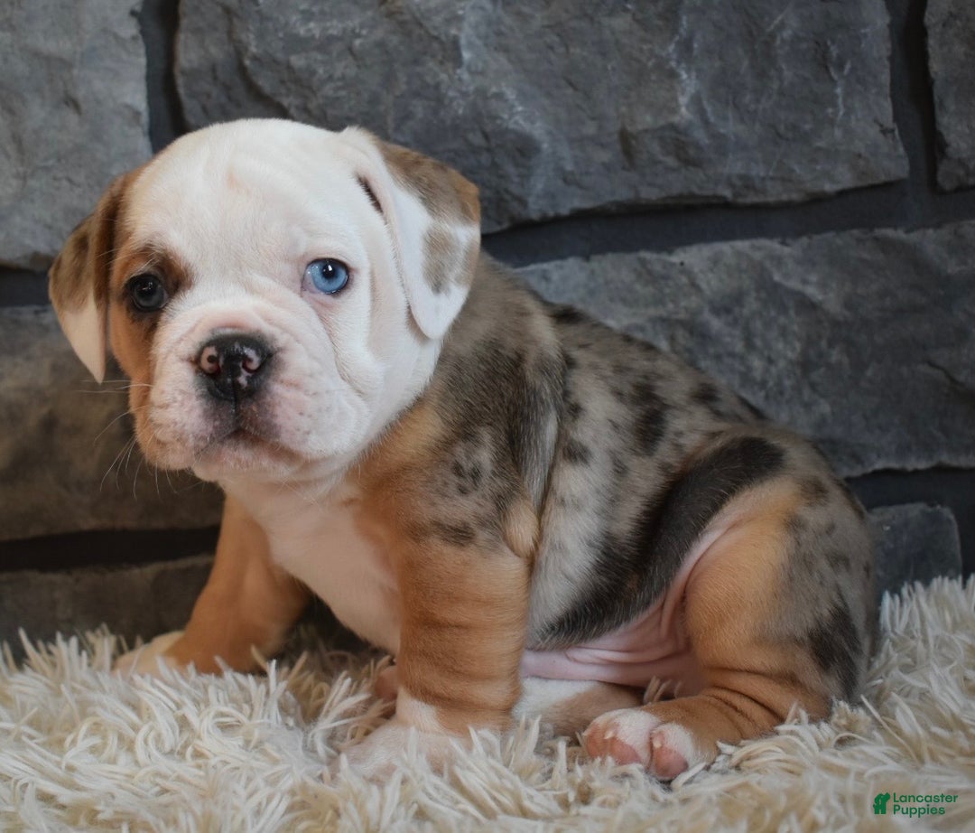 Mixed Breed dogs for sale: Bubba  - Ad 7