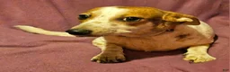 Chihuahua dogs for sale: Princess "T-Cup" - Ad 12