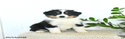 Miniature Australian Shepherd dogs for sale: Micah - Ad 1
