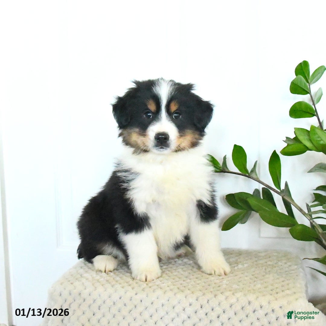 Miniature Australian Shepherd dogs for sale: Micah - Ad 1