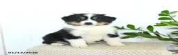 Miniature Australian Shepherd dogs for sale: Micah - Ad 4