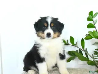Miniature Australian Shepherd dogs Micah - Ad 24