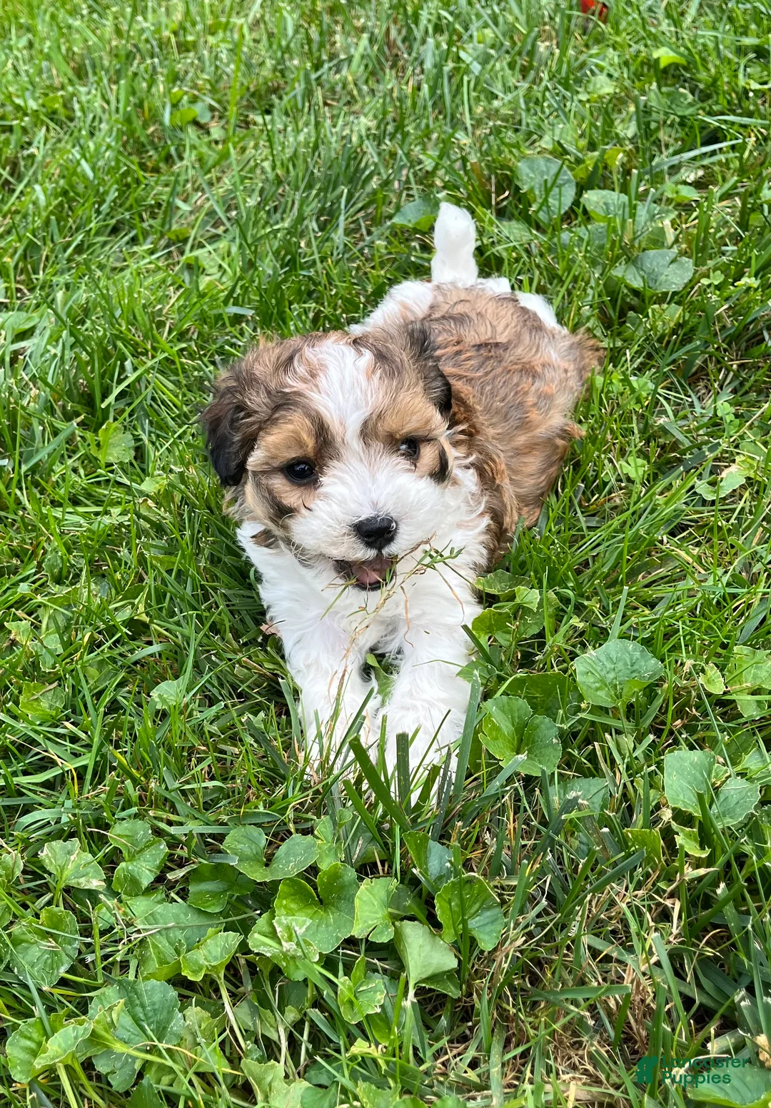 Havapoo dogs for sale: Racer - Ad 1